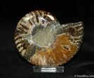 Inch Polished Madagascar Ammonite (Half) #1070-1